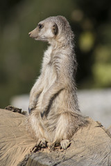 Fototapeta premium Meerkat keeps watch