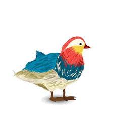 Watercolor mandarin duck
