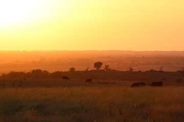 Obraz na płótnie Canvas Cattle at Sunset
