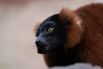 Close-up of a red-ruffed lemur monkey looking intense to the side