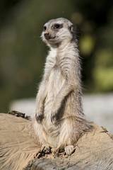 Meerkat keeps watch