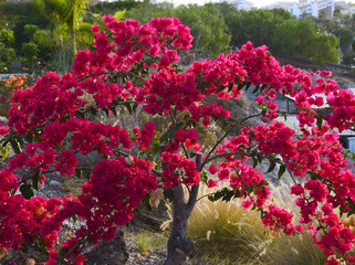 Blooming Bougainvillea with beautiful pink and flowers in a tropical park of Tenerife,Canary Islands,Spain.Selective focus.