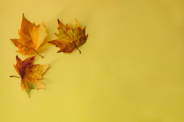 Three yellow with dark spots maple leaves on pastel background on the right upper corner. Space for text. 