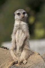 Meerkat keeps watch
