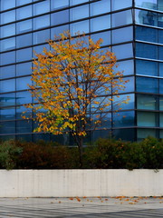 Autumn tree on glass building background