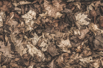 autumn dry leaves background