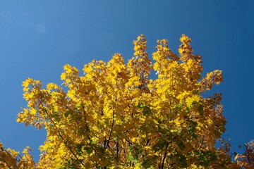 Fototapeta premium maple tree with yellow leaves at autumn