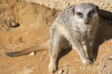 Fototapeta premium Meerkat sitting and relaxing