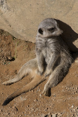 Fototapeta premium Meerkat sitting and relaxing
