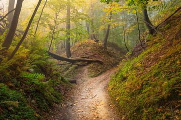 Autumn colors of the forest.