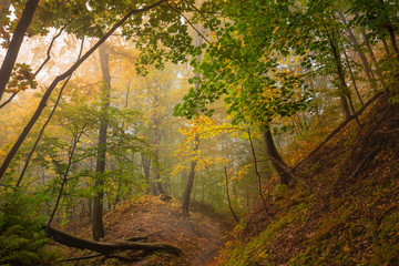 Autumn colors of the forest.