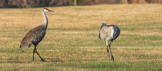 Obraz na płótnie Canvas Pair of Sandhill cranes posturing in grass stubble