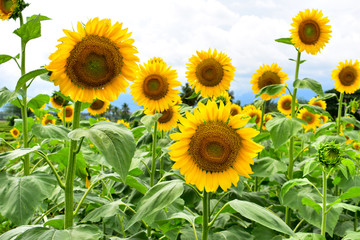 Sunflowers in bloom during daytime