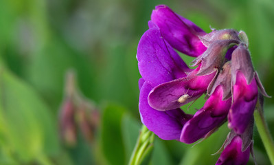 Spider walking on beach pea blossom