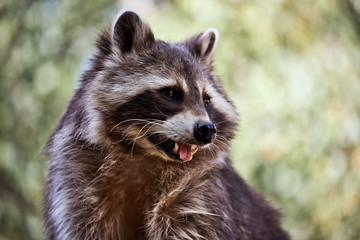 Portrait of adult male lotor common raccoon (procyon lotor)