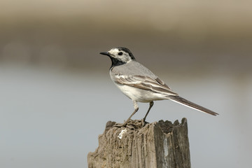 White Wagtail (Motacilla alba) bird perched