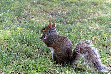 Squirrel sitting in grass in Central Park, New York City