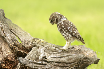 Close up portrait Little owl, Athene noctua, perched while hunting