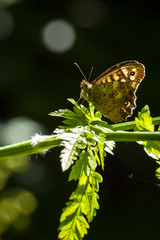 Obraz premium Speckled wood butterfly Pararge aegeria