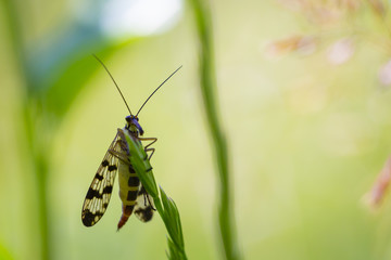closeup of a Panorpa communis, the common scorpionfly