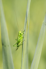 Great Green Bush-cricket, Tettigonia viridissima