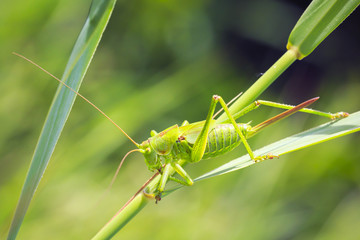 Ovipositor female Great Green Bush-cricket, Tettigonia viridissima