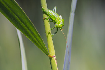 Great Green Bush-cricket, Tettigonia viridissima