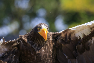 Closeup Steller's sea eagle, Haliaeetus pelagicus, bird of prey in flight during a hunt. Green background