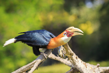 Closeup portrait of a male Blyth's hornbill (Rhyticeros plicatus), or Papuan hornbill in a green forest