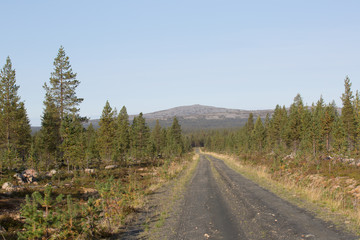 Fototapeta na wymiar Endless forest road, in the horizon the Pyhätunturi