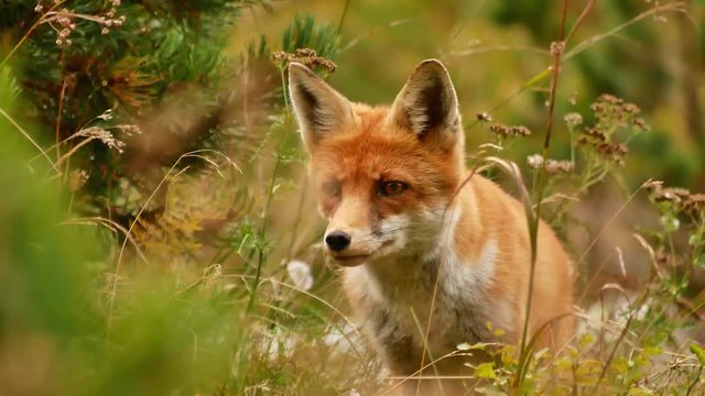 Close up of a red fox looking around attentively then ducking/hiding. High Tatra, Slovakia