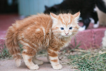 Chaton le poil hérissé