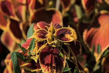 Цвет краски 