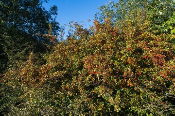Fototapeta na wymiar Rosehip tree. Slovakia