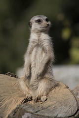 Fototapeta premium Meerkat keeps watch