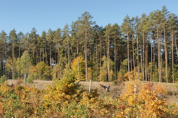Las jesienią © Rafa