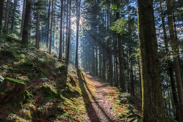 Wandern im Schwarzwald