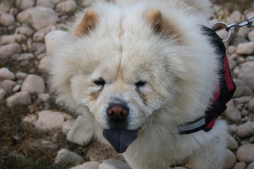 Perrito