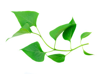 lilac green leaves isolated over white background