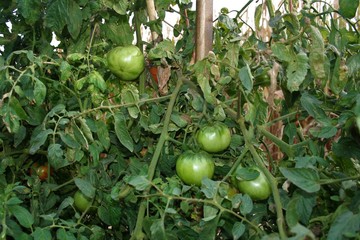 Tomates verdes