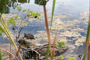 Big Pine Key, Florida, USA - July 21, 2016: Oasis in the middle of Big Pine Key with turtle