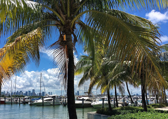 Fototapeta na wymiar Miami beach, Florida - July 16, 2016: Miami beach coastline with hotel buildings near bay with white yachts and boats with green palm trees on cloudy blue sky background