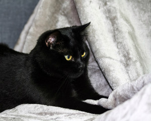 unbred black cat lying on a gray rug, looking to the side, in the background a light gray and blue tint, animal half-lying down, portrait in profile, yellow eyes