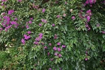 Lilas