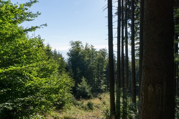 Obraz premium Trees in the forest. Slovakia