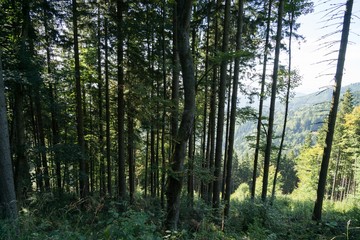 Trees in the forest. Slovakia