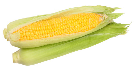 Corn on the cob isolated on white