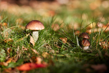 Edible brown mushrooms grow in the woods- Leccinum scabrum