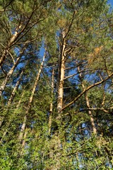 Trees in the forest. Slovakia