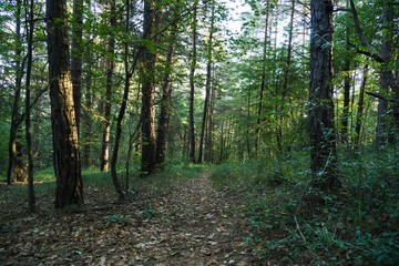 Obraz premium Trees in the forest. Slovakia